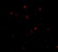 NUP160 Antibody